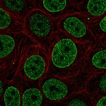 Anti-SNAPC4 antibody produced in rabbit Prestige Antibodies&#174; Powered by Atlas Antibodies, affinity isolated antibody