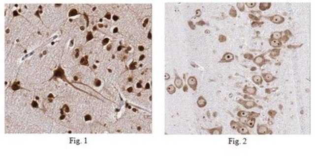 Anti-HuC/HuD Antibody, clone 15A7.1 clone 15A7.1, from mouse