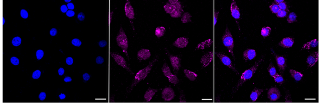 KD-Validated Anti Nemo Like Kinase Antibody, clone 24GB585, Rabbit Monoclonal clone 24GB585, recombinant rabbit monoclonal, expressed in HEK293 cells