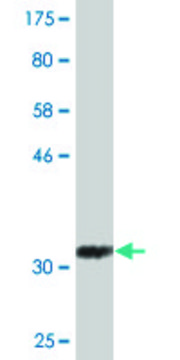 Monoclonal Anti-BHLHA15 antibody produced in mouse clone 1E7, purified immunoglobulin, buffered aqueous solution