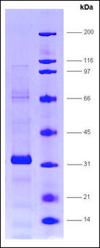 RAR &#947;-ligand binding domain (150-417) human recombinant, expressed in E. coli, &#8805;80% (SDS-PAGE)