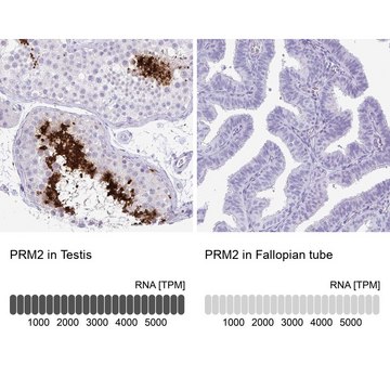 Anti-PRM2 antibody produced in rabbit Prestige Antibodies&#174; Powered by Atlas Antibodies, affinity isolated antibody, buffered aqueous glycerol solution