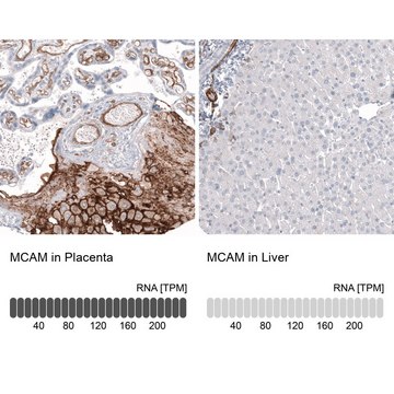 Anti-MCAM antibody produced in mouse Prestige Antibodies&#174; Powered by Atlas Antibodies, clone CL12855, purified by using Protein A, buffered aqueous glycerol solution