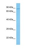 Anti-SEC23B antibody produced in rabbit affinity isolated antibody