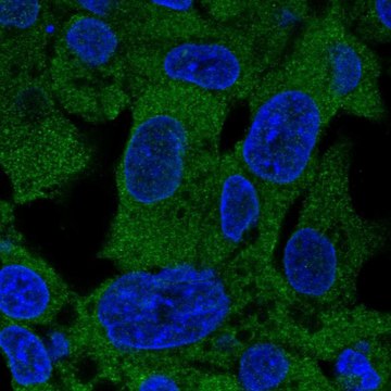 Anti-PSAT1 antibody produced in rabbit Prestige Antibodies&#174; Powered by Atlas Antibodies, affinity isolated antibody