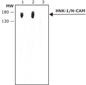 Monoclonal Anti-HNK-1/N-CAM (CD57) antibody produced in mouse clone VC1.1, ascites fluid, buffered aqueous solution