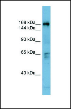 Anti-DOCK2 antibody produced in rabbit affinity isolated antibody, lyophilized powder