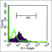 Monoclonal Anti-Strumpellin antibody produced in mouse clone St-1, purified from hybridoma cell culture