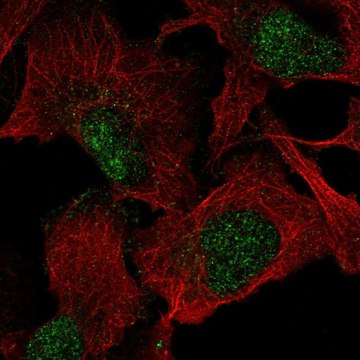 Anti-VGLL1 antibody produced in rabbit Prestige Antibodies&#174; Powered by Atlas Antibodies, affinity isolated antibody