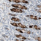 Anti-SPINK4 antibody produced in rabbit Prestige Antibodies® Powered by Atlas Antibodies, affinity isolated antibody, buffered aqueous glycerol solution