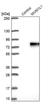 Anti-MUM1L1 antibody produced in rabbit Prestige Antibodies&#174; Powered by Atlas Antibodies, affinity isolated antibody, buffered aqueous glycerol solution