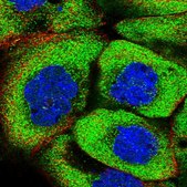 Anti-PSMF1 antibody produced in rabbit Prestige Antibodies® Powered by Atlas Antibodies, affinity isolated antibody, buffered aqueous glycerol solution