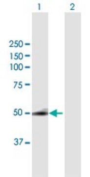 Anti-SQRDL antibody produced in mouse purified immunoglobulin, buffered aqueous solution