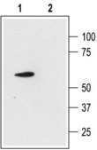 Anti-Potassium Channel K2P4.1 (TRAAK) antibody produced in rabbit affinity isolated antibody, lyophilized powder
