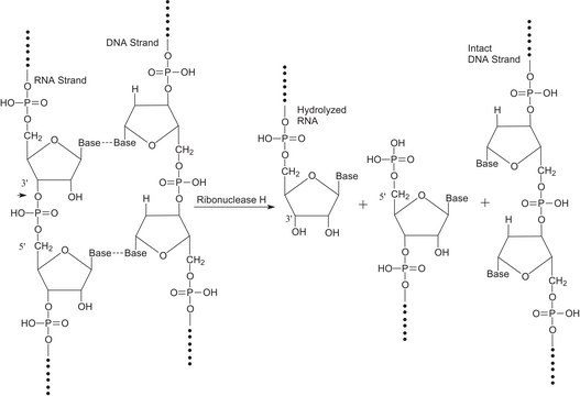 Ribonuclease H from Escherichia coli recombinant, expressed in E. coli, buffered aqueous glycerol solution, 1,000-4,000&#160;units/mL