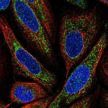 Anti-BMP6 antibody produced in rabbit Prestige Antibodies&#174; Powered by Atlas Antibodies, affinity isolated antibody