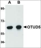 Anti-OTUD5 antibody produced in rabbit affinity isolated antibody, buffered aqueous solution