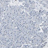 Anti-IMPG2 antibody produced in rabbit Prestige Antibodies® Powered by Atlas Antibodies, affinity isolated antibody