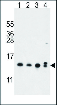 ANTI-MRFAP1 (N-TERM) antibody produced in rabbit IgG fraction of antiserum, buffered aqueous solution