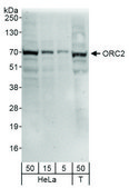 Rabbit anti-ORC2 Antibody, Affinity Purified