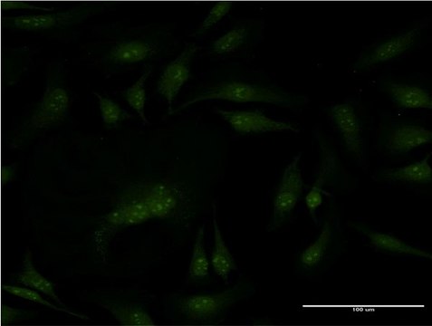 Monoclonal Anti-PMS2, (C-terminal) antibody produced in mouse clone 4A8, purified immunoglobulin, buffered aqueous solution