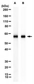 Anti-Tau Antibody, clone 10C5