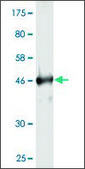 Monoclonal Anti-RAB4A antibody produced in mouse clone 1E1, purified immunoglobulin, buffered aqueous solution