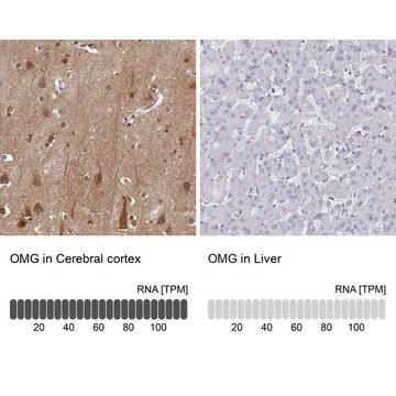 Anti-OMG antibody produced in rabbit Prestige Antibodies&#174; Powered by Atlas Antibodies, affinity isolated antibody, buffered aqueous glycerol solution