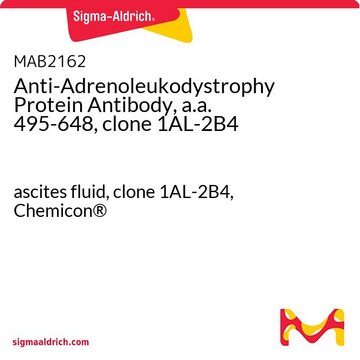 Anti-Adrenoleukodystrophy Protein Antibody, a.a. 495-648, clone 1AL-2B4 ascites fluid, clone 1AL-2B4, Chemicon&#174;