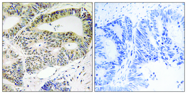 Anti-OSR1 antibody produced in rabbit affinity isolated antibody