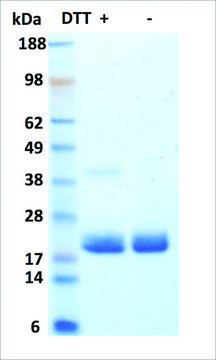 G-CSF human recombinant, expressed in HEK 293 cells, &#8805;95% (SDS-PAGE)