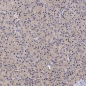 Anti-ATG2B antibody produced in rabbit Prestige Antibodies® Powered by Atlas Antibodies, affinity isolated antibody, buffered aqueous glycerol solution, Ab1