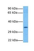Anti-FOXF1 (AB2) antibody produced in rabbit IgG fraction of antiserum