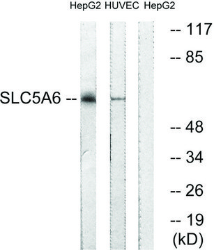 Anti-SLC5A6 antibody produced in rabbit affinity isolated antibody