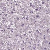 Anti-BHLHE22 antibody produced in rabbit Prestige Antibodies® Powered by Atlas Antibodies, affinity isolated antibody, buffered aqueous glycerol solution