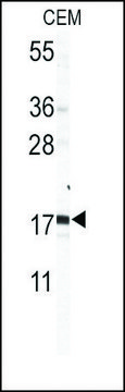 Anti-CREBL2 (N-term K27) antibody produced in rabbit saturated ammonium sulfate (SAS) precipitated, buffered aqueous solution