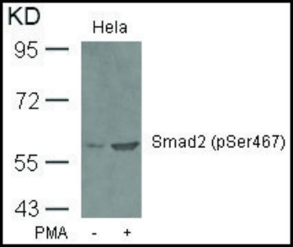 Anti-phospho-SMAD2 (pSer467) antibody produced in rabbit affinity isolated antibody