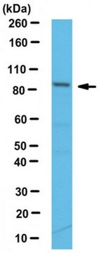 Anti-CDT2 Antibody serum, from rabbit