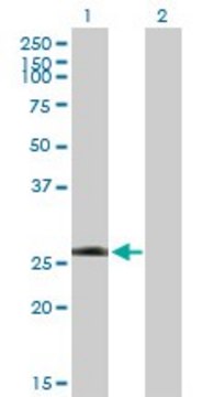 Anti-LRRK1 antibody produced in mouse purified immunoglobulin, buffered aqueous solution