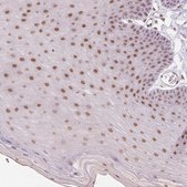 Anti-GRHL3 antibody produced in rabbit Prestige Antibodies® Powered by Atlas Antibodies, affinity isolated antibody