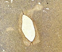 Anti-CD80 antibody produced in goat affinity isolated antibody, buffered aqueous solution