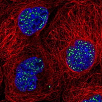 Anti-SON antibody produced in rabbit Prestige Antibodies&#174; Powered by Atlas Antibodies, affinity isolated antibody