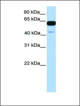 Anti-PWWP2A antibody produced in rabbit affinity isolated antibody