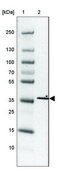 Anti-MXRA8 antibody produced in rabbit Prestige Antibodies® Powered by Atlas Antibodies, affinity isolated antibody, buffered aqueous glycerol solution