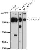 Anti-CD127/IL7R antibody produced in rabbit