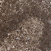 抗-CDK12 兔抗 Prestige Antibodies® Powered by Atlas Antibodies, affinity isolated antibody, buffered aqueous glycerol solution