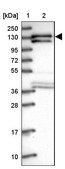 Anti-SF3B3 antibody produced in rabbit Prestige Antibodies® Powered by Atlas Antibodies, affinity isolated antibody, buffered aqueous glycerol solution