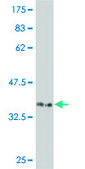 Monoclonal Anti-CRKRS antibody produced in mouse clone 3C1, purified immunoglobulin, buffered aqueous solution