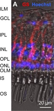 Anti-Glutamine Synthetase Antibody, clone GS-6 clone GS-6, Chemicon&#174;, from mouse