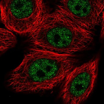 Anti-VDR antibody produced in rabbit Prestige Antibodies&#174; Powered by Atlas Antibodies, affinity isolated antibody